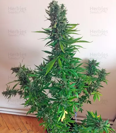 White Widow XXL Autoflowering (Dinafem Seeds) Cannabis-Samen