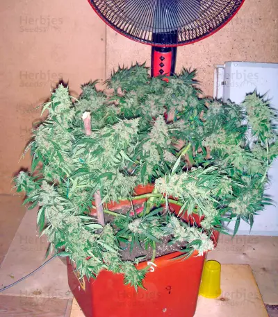 Wild Thailand Ryder Auto (World of Seeds) Cannabis-Samen