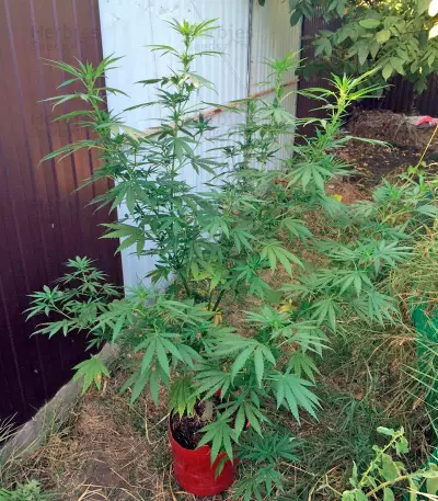 Wild Thailand (World of Seeds) Cannabis-Samen