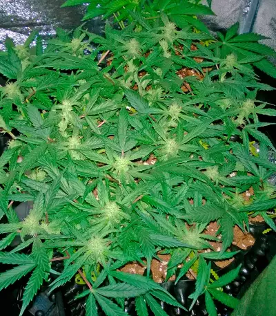 Deep Cheese (Dinafem Seeds) Cannabis-Samen