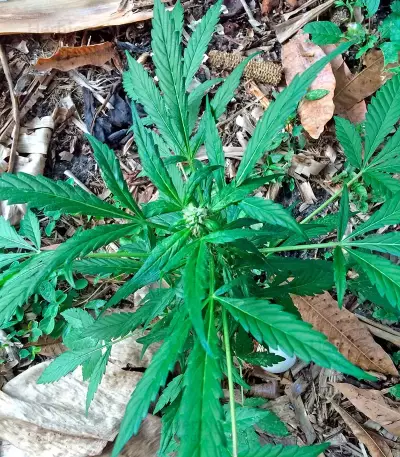 Colombian Gold (World of Seeds)