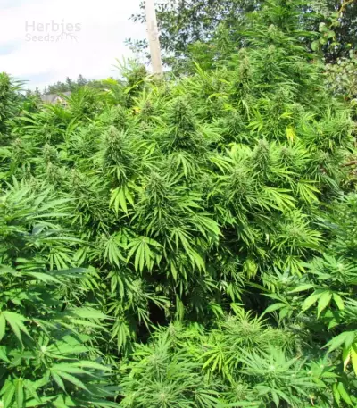 Easy Sativa (Female Seeds) Cannabis-Samen