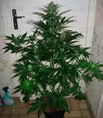 Sugar Black Rose (Delicious Seeds) Cannabis-Samen