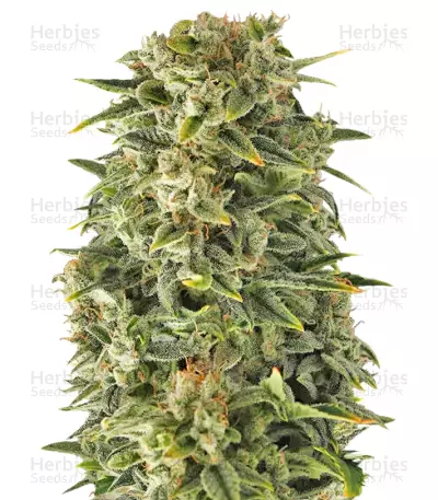 Auto Haze (Female Seeds) Cannabis-Samen