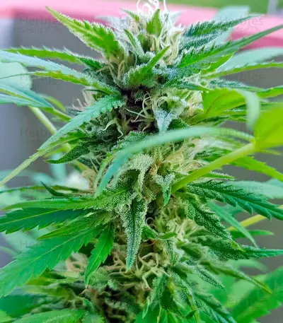 Big Kush strain
