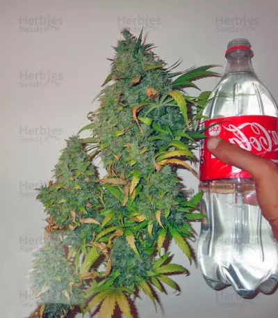 Californian Orange (Dutch Passion) Cannabis-Samen