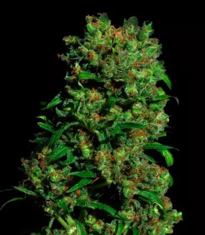 Critical VIP (VIP seeds) Cannabis-Samen
