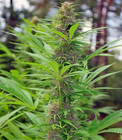 Frisian Dew (Dutch Passion) Cannabis-Samen