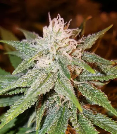 Kali & the Chocolate Factory (KFC Seeds) Cannabis-Samen