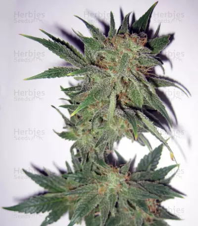 Magic Bud (Paradise Seeds) Cannabis-Samen