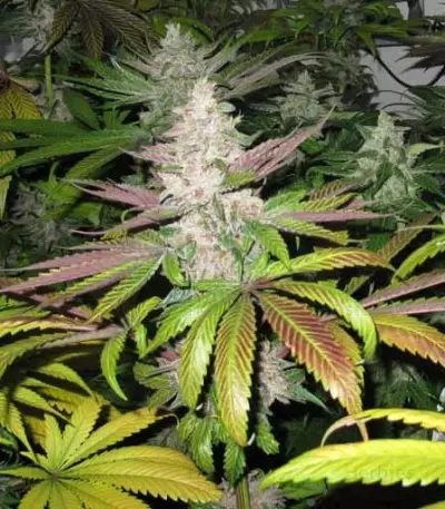 Mendocino Purple Kush (Medical Seeds) Cannabis-Samen