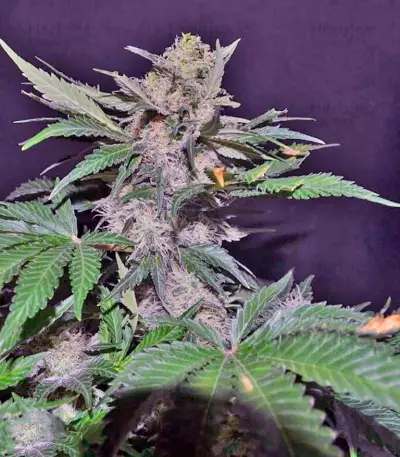 Mohan Ram Auto (Sweet Seeds) Cannabis-Samen