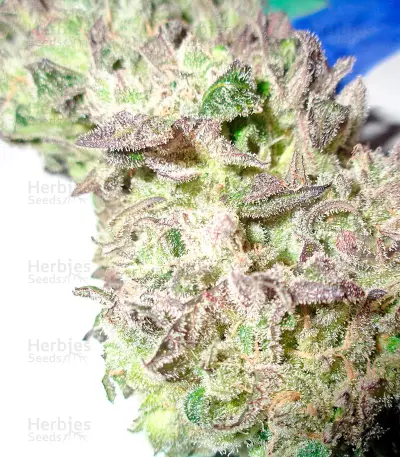 Money Maker (Strain Hunters) Cannabis-Samen