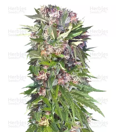 Red Purps (Female Seeds) Cannabis-Samen