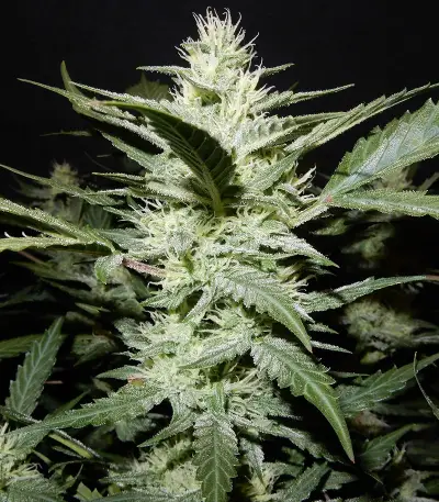 Stardawg Auto (Fast Buds) Cannabis-Samen