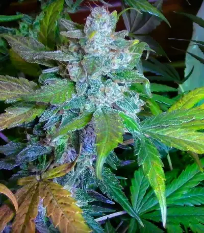 The Incredible Bulk Auto (Dr. Krippling Seeds) Cannabis-Samen