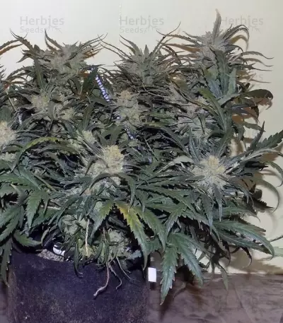 West Coast O.G. Auto (Fast Buds) Cannabis-Samen