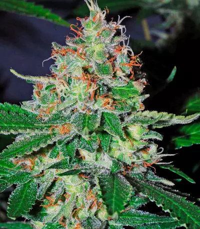 White Lemon (Strain Hunters) Cannabis-Samen