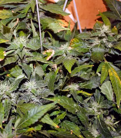 Moby Dick (GHS) Cannabis-Samen