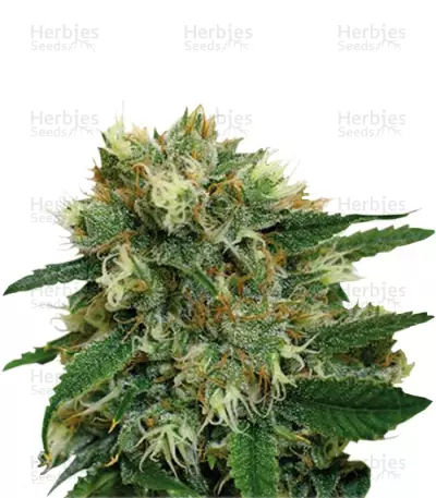 Phatt Fruity (Barney's Farm) Cannabis-Samen