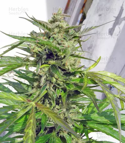 Speed Devil #2 Auto (Sweet Seeds) Cannabis-Samen