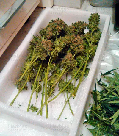 Vertigo Auto (Paradise Seeds) Cannabis-Samen
