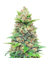 Strawberry Gorilla Auto strain