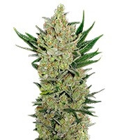 Blueberry Cheese Auto strain