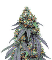 Gorila (Pyramid Seeds) Cannabis-Samen