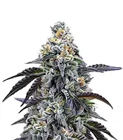 Rainbow Sherbet feminisierte Samen (Barney's Farm)