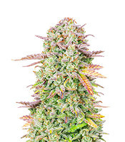 Original Trainwreck Auto Samen feminisiert (Fast Buds)