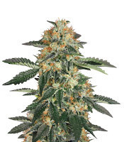 Gorilla Cookies (Expert Seeds) Cannabis-Samen