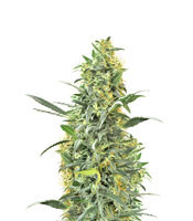 Hindu Kush (Sensi Seeds) Cannabis-Samen