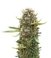 King Kong (Dr. Underground) Cannabis-Samen