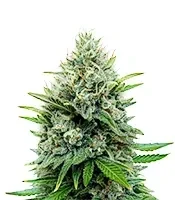 Afghan Skunk (Expert Seeds) Cannabis-Samen