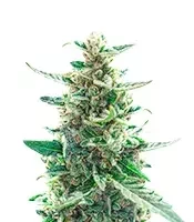 California Special (K.C. Brains Seeds)