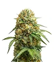 Candy Caramelo Auto (Zambeza Seeds)