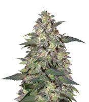 Magic Bud (Paradise Seeds) Cannabis-Samen