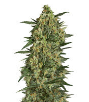 Critical + 2.0 (Dinafem Seeds) Cannabis-Samen