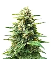 Edam Bomb (Cheese Bomb) (Bomb Seeds) Cannabis-Samen