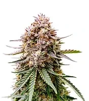Guava Runtz Auto (Fast Buds)
