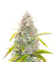 S.O.D.K Auto (Mephisto Genetics) Cannabis-Samen