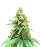 Train Wreck (GHS) Cannabis-Samen
