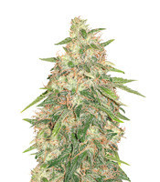 G Force (Flying Dutchmen) Cannabis-Samen