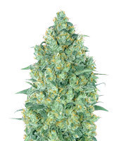 Strawberry Gum (Advanced Seeds) Cannabis-Samen