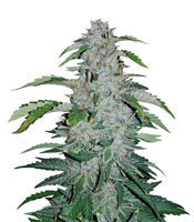 Strawberry Nuggets Auto (Mephisto Genetics) Cannabis-Samen