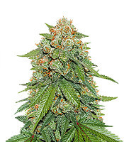 Maple Sherbet (Seedstockers) Cannabis-Samen