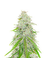 Purple Punch x Lemon Drizzle feminisierte Samen (Barney’s Farm)
