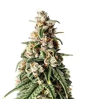 Hybrid X (Cream of the Crop Seeds) Cannabis-Samen