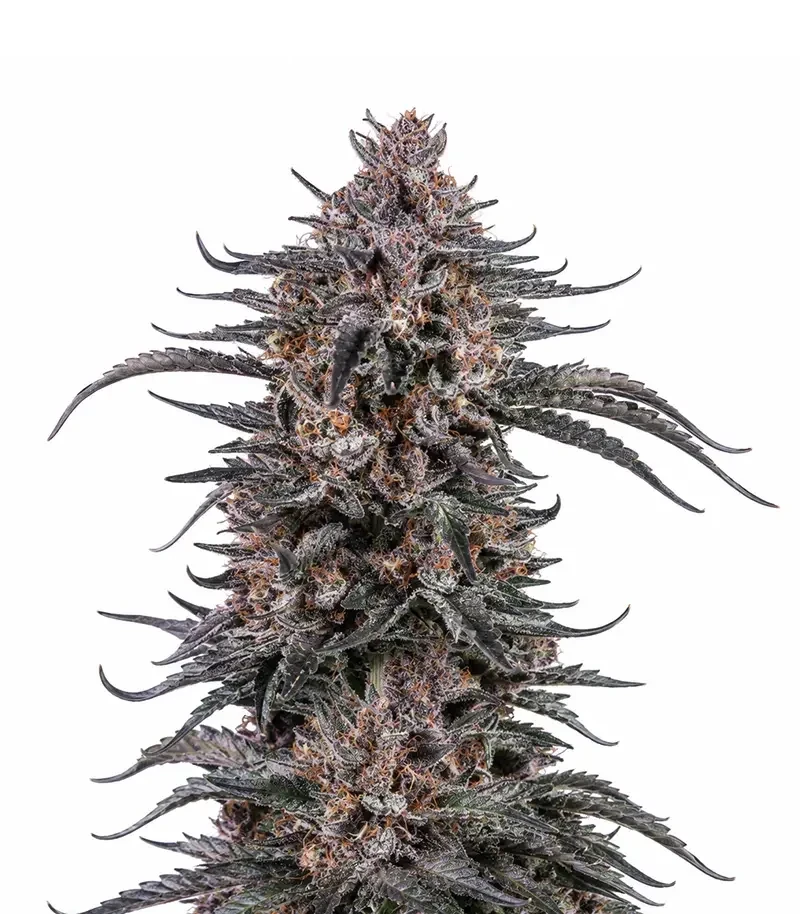 Mango Cherry Runtz Auto (Fast Buds)